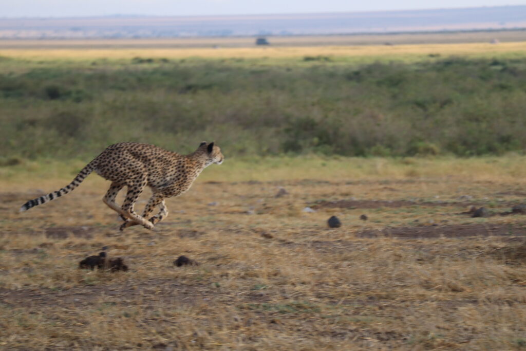 A cheetah sprints across a dry grassy plain in mid-stride, its body fully extended and tail straight for balance. The background shows vast open savannah with low shrubs and a hazy horizon under a blue sky.