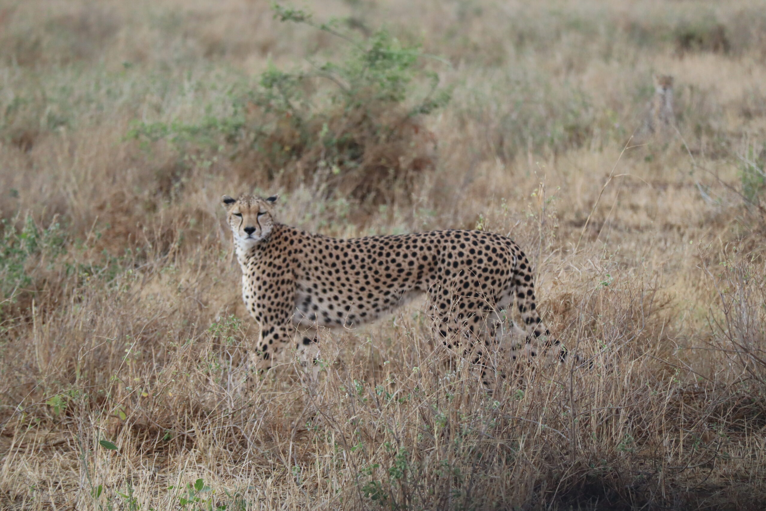 A cheetah stands alert in the tall, dry grasses of the Kenyan savanna during a safari, its slender, spotted body blending into the golden landscape. In the background, a cheetah cub is faintly visible, partially hidden by the brush.