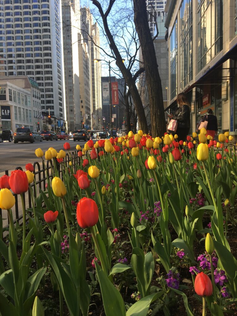 A vibrant bed of red and yellow tulips with purple flowers lines a busy street in downtown Chicago. Skyscrapers, including the Tribune Tower, rise in the background under a clear blue sky. Pedestrians walk along the sidewalk near stores like Levi's and Gap.